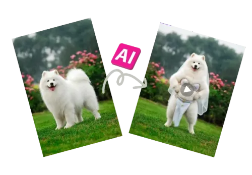 Cat Belly Dance Video Generator