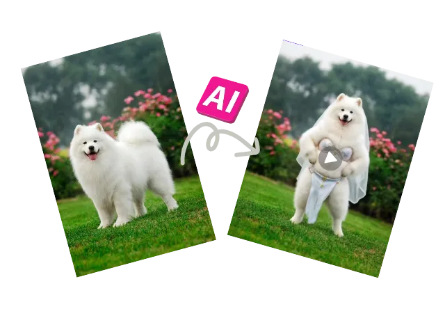 Cat Belly Dance Video Generator