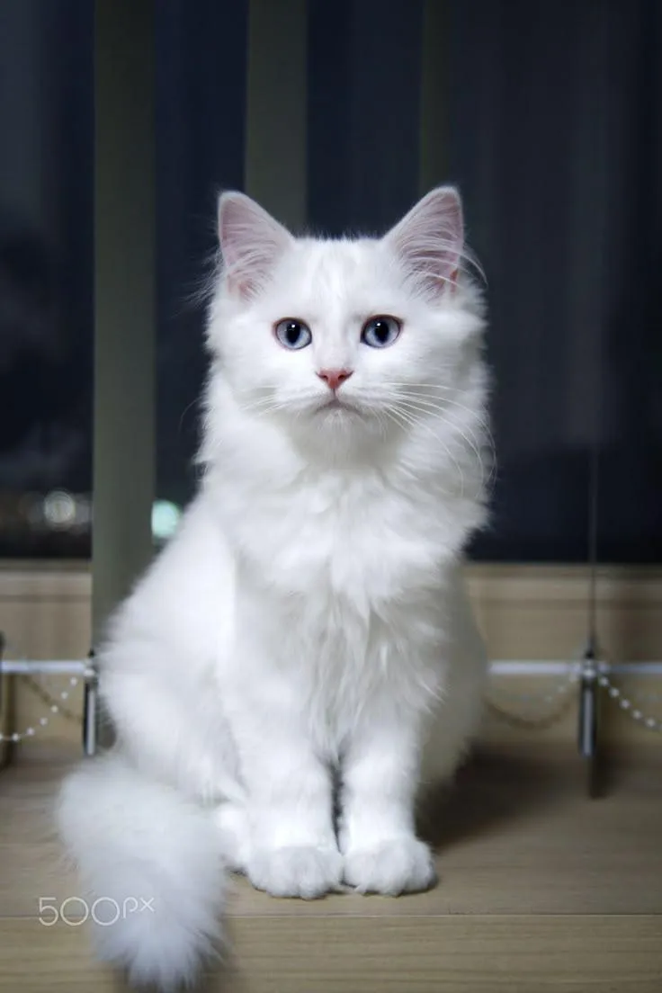 AI Pet Finger Filter | Funny Pet Meme Video Maker - AISaver